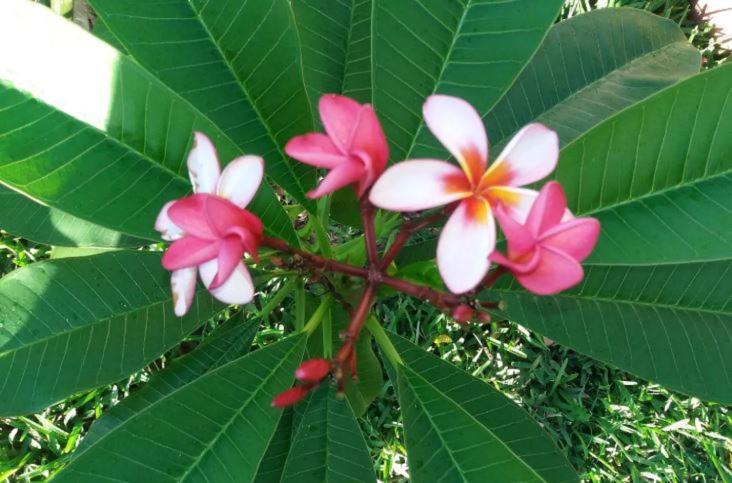 Comfy Home-Tropical Garden & 5 Min Walk To Beach 타마린 외부 사진